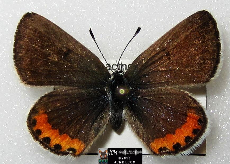 Plebejus acmon (Acmon Blue Butterfly) image